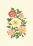 Summer Garden IV Pósters por Anne Pratt