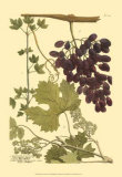 Raisin I Affiches par Johann Wilhelm Weinmann