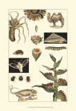 Nature's Curio III Posters