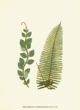 Woodland Ferns VI Posters par Edward Lowe