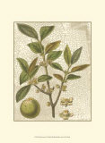 Fitch Leaves I Posters by Walter H. Fitch