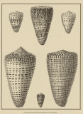 Shells on Khaki VII Prints by Denis Diderot