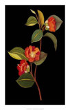 Exotic Beauty I Prints by Jaggu Prasad