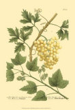 Grapes II Prints by Johann Wilhelm Weinmann