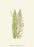 Woodland Ferns V Art by Edward Lowe
