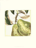 Graphic Pear Poster