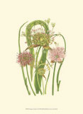 Summer Garden VI Poster par Anne Pratt