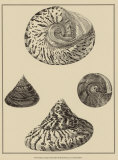 Shells on Khaki VIII Poster by Denis Diderot