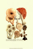 Mushrooms I Prints by Johann Wilhelm Weinmann