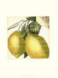 Graphic Lemon Prints