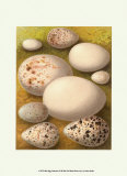 Bird Egg Collection III Posters