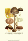 Mushrooms II Posters par Johann Wilhelm Weinmann