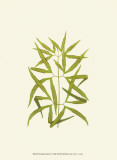 Woodland Ferns I Prints by Edward Lowe