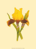 Iris Bloom IV Prints by M. Prajapati