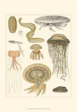 Underwater Oddities II Posters Underwater Oddities II Posters