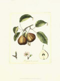 French Pear Study III Prints by Francois Langlois