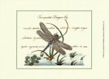 Antique Dragonfly II Posters Antique Dragonfly II Posters