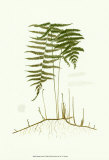 Spring Ferns III Prints by J.h. Emerton
