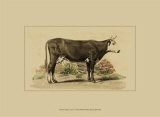 Antique Cow IV Art by Julian Bien