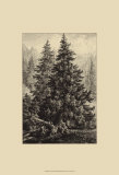 Spruce Pine Art by Ernst Heyn