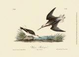 Wilson's Phalaropel Posters by John James Audubon