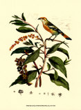Bird in Nature I Prints by E. Guerin