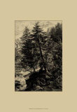 Larch Tree Prints by Ernst Heyn