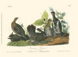 Canada Grouse Posters par John James Audubon