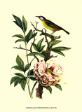 Bird in Nature III Prints by E. Guerin Bird in Nature III Prints by E. Guerin