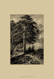 Wild Pine Prints by Ernst Heyn