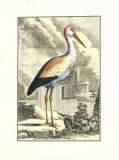 Antique Heron Prints by J.E. Deseve