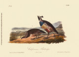 California Partridge Posters par John James Audubon