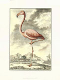 Antique Flamingo Affiches par J.E. Deseve