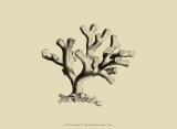 Coral on Khaki IV Prints by J. Wilkes