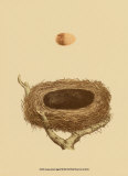 Antique Nest and Egg III Affiche par Reverend Francis O. Morris