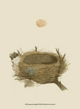 Antique Nest and Egg II Affiches par Reverend Francis O. Morris