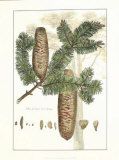 Antique Silver Fir Tree Prints by John Miller (Johann Sebastien Mueller) 