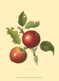 The Cowarne Red Prints