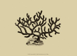Coral on Khaki III Posters by J. Wilkes