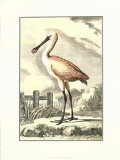 Antique Spoonbill Posters by J.E. Deseve