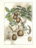 Antique Walnut Tree Art par John Miller (Johann Sebastien Mueller) 