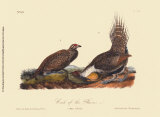 Cock of the Plains Art par John James Audubon