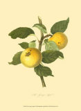 The Grange Apple Prints