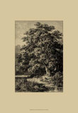 Oak Tree Poster by Ernst Heyn