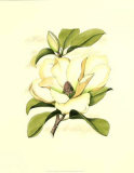 Magnolia Blossom Prints by Silva 