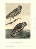 Burrowing Day Owl Posters by John James Audubon