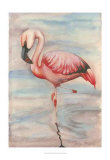 Pink Flamingo II Posters par Jennifer Goldberger