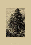 Arolla Pine Posters by Ernst Heyn Arolla Pine Posters by Ernst Heyn