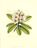 Rhododendron Blossom Affiches par Silva 