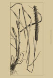 Grass Roots II Prints Grass Roots II Prints